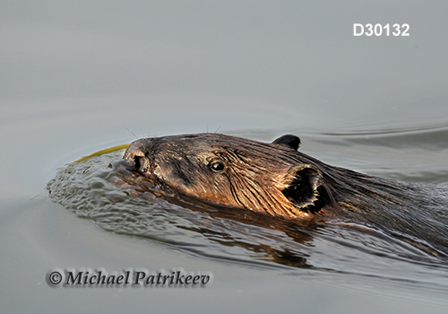 North American Beaver (Castor canadensis)